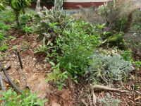 Asphaltklee in Esmeraldas Kräutergarten