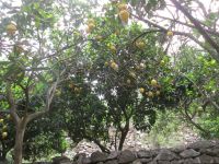 Zitronenplantage auf Naxos