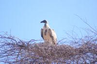 09 Weißrückengeier