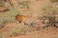 13 Dik Dik