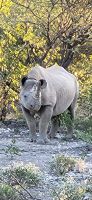 23 1. Pirschfahrt Etosha Park
