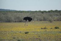 26 Strauß in blühender Landschaft