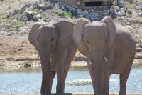 55 Elefantenherde am Wasserloch