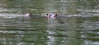 111 Hippos im Okavango