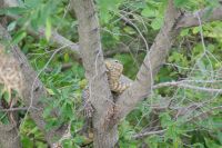 119 Wasserwaran auf Beutezug