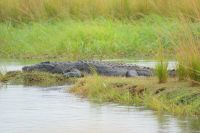 126 Krokodil am Okavango