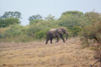 136 Elefant im Bwabwata NP