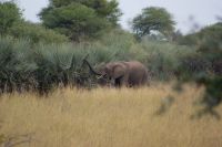 140 Elefanten im Bwabwata NP