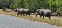 215 ein schöner Empfang in Botswana