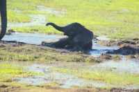 226 Elefanten am Chobe Fluss