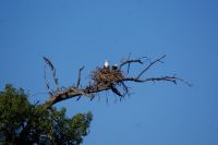 244 Schreiseeadlerhorst