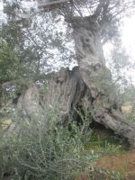 knorriger, alter Olivenbaum