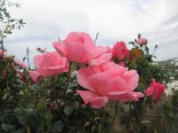 Rosenpracht in Lefkes