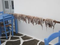 Oktopusse werden geschlagen und im Freien getrocknet