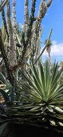 Botanischer Garten Funchal, Sukkulenten