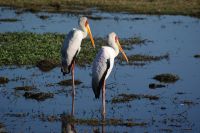 251 Nimmersattstörche