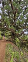 uralter Lorbeerbaum