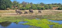 265 Elefanten am Chobe Fluss