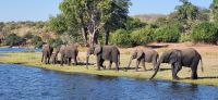 266 Elefanten am Chobe Fluss