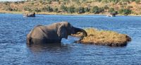 268 Elefanten am Chobe Fluss
