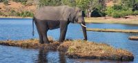 269 Elefanten am Chobe Fluss