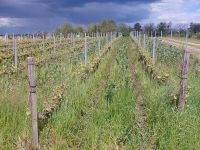 Chinon: Weingut Pierre & Bertrand - ökologischer Weinanbau mit 