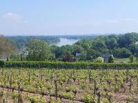 Blick über die Loire Richtung Candes-sur-Loire