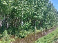 Loire: Schwarzpappelwälder bei Hochwasser