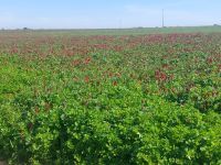 An der Loire: Kleefeldet