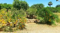 Orangenplantage von 