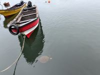 Osterinsel - Wasserschildkröte