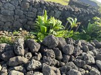 Osterinsel - prähistorischer Gemüsegarten