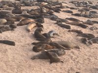 Galapagos - San Cristobal  - Seelöwen