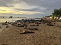Galapagos - San Cristobal  - Seelöwen