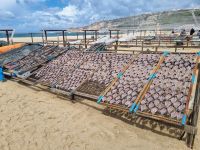 Nazare Trockenfisch