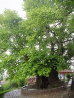 große Platane in Telavi - 900 Jahre alt
