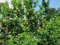 Insel Capri - Anacapri (Zitronenbaum)