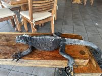 Frühstücksrestaurant - Hotel Isla Sol - Santa Cruz