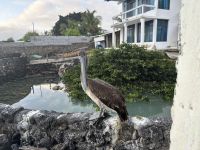 Frühstücksrestaurant - Hotel Isla Sol  - Santa Cruz