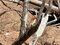 Insel Nord Seymour - Eidechse