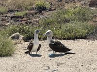 Insel Nord Seymour - Blaufußtölpel Pärchen