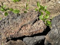Galapagos - Insel Isabela - Schildkröte - Riesenschildkröten Aufzuchtzentrum