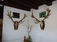 Hirschfarm in Böszénfa