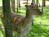 Hirschfarm in Böszénfa