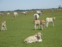 in der Puszta Kecskemet