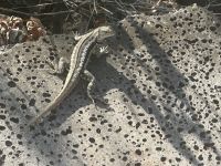 Galapagos San Cristobal - Wanderung zum Fregattvogelfelsen