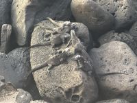 Galapagos - San Cristobal