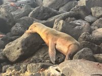 Galapagos - San Cristobal