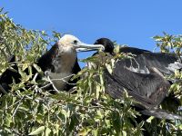 Galapagos - Insel Lobos