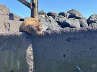 Galapagos - Insel Lobos